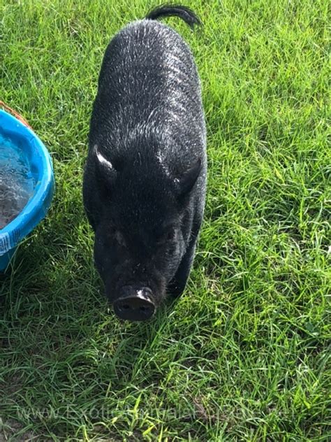 Mini Pot Belly Pig for Sale