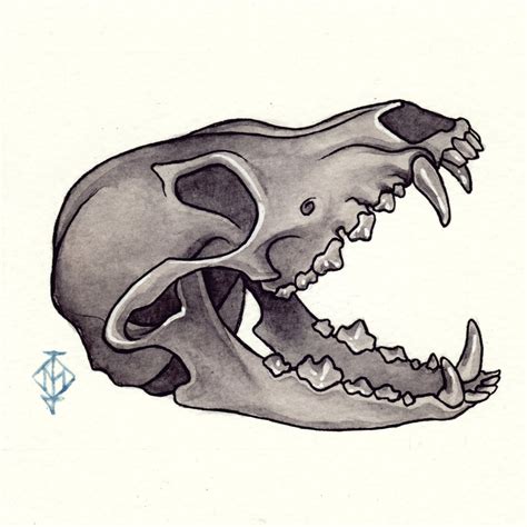 Fox Skull Drawing