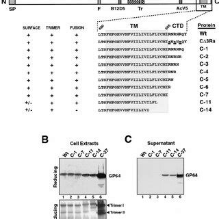 Construction And Analysis Of Recombinant AcMNPV Viruses Expressing