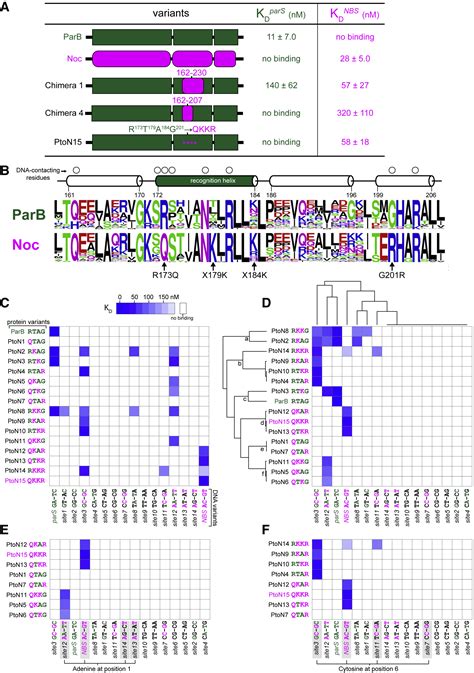 Diversification Of DNA Binding Specificity By Permissive And