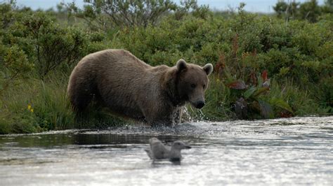 Brown Bears - Alaska Walrus & Wildlife Tours