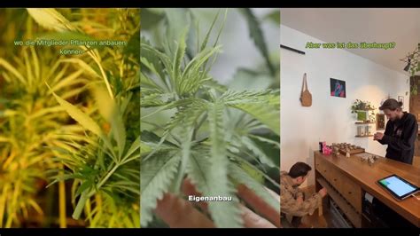 Cannabis Social Clubs Phänomen Roundup YouTube