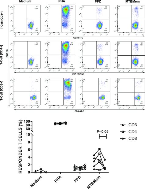 Proliferative Responses Of T Cells Cd3 And T Cell Subsets Cd4 And