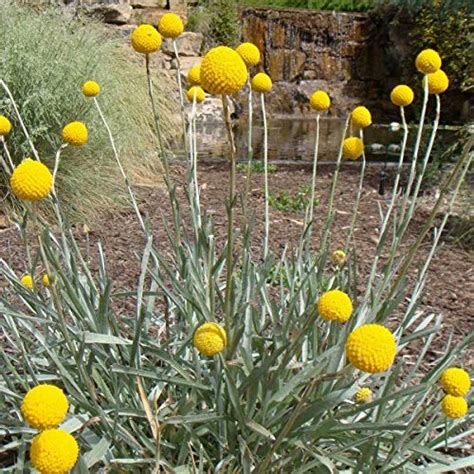 Drumstick Flower Craspedia Globosa 150 Seeds Monfleuri