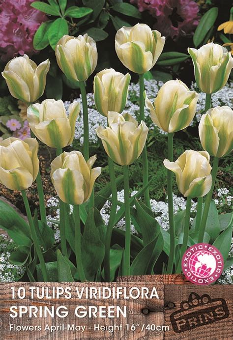 Pack 10 Tulip Bulbs Spring Green Viridiflora WPC Prins Quality Spring