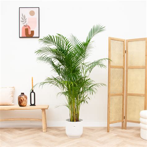 Dypsis Lutescens Areca Palme Inklusive Elho Vibes Fold 160 Cm