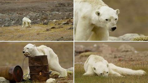 Film Crew Stood There Crying While Filming Starving Polar Bear – Natural Healthy Living