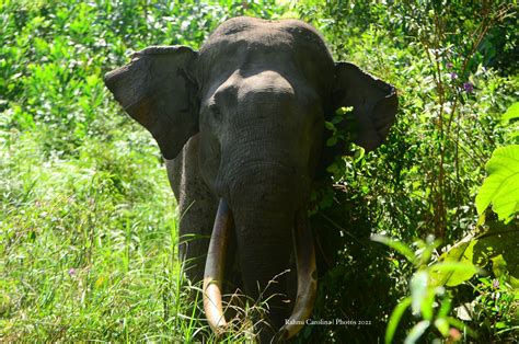 Konservasi Riau Berduka Seekor Gajah Di Tntn Mati Akibat Perburuan