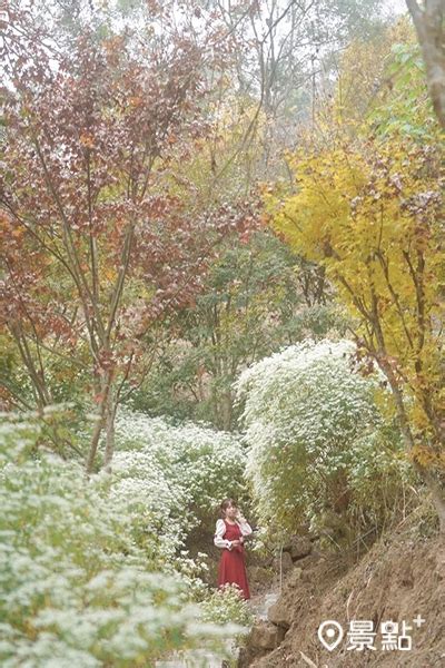 黃金楓白雪木花海盛開！超人氣雙花廊開放預約 蕃新聞