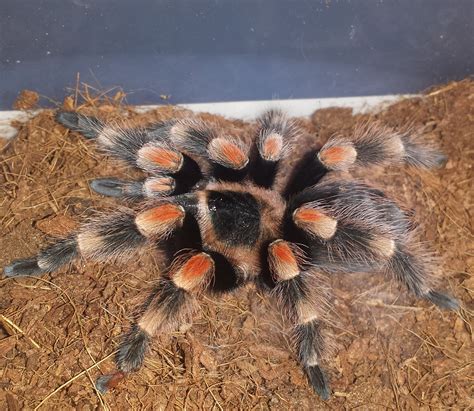 Brachypelma-hamorii-for-sale