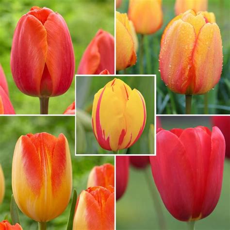 Tulip Bulbs For Sale Tulip Bulbs For Sale Tulip Bulbs Bulb Flowers