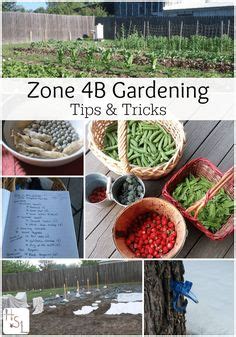 11 Planting Zone 4b & Winter Sowing ideas | gardening zones, zone, growing vegetables