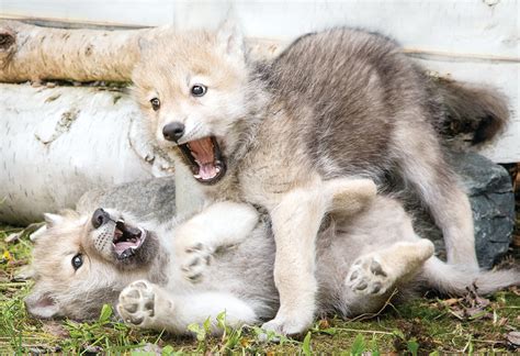 Cute Wolf Pups Playing