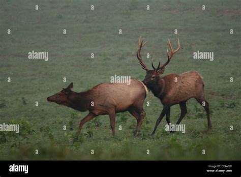 Apareamiento de la vaca fotografías e imágenes de alta resolución Alamy