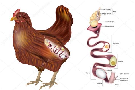 El Sistema Reproductivo De Las Gallinas Muestra El Ovario Y Las Diversas Secciones Del Oviducto