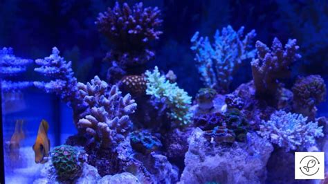 Simple Steps to Set Up A Saltwater Aquarium (For Beginners)