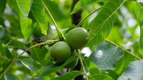 How To Plant Grow Care For Walnut Tree Complete Guide