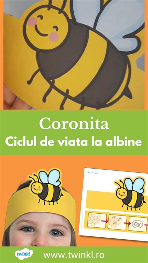 Coronita Ciclul De Viata La Albine Ziua Mondiala A Albinelor