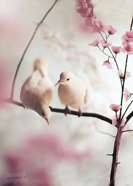 White Doves In Cherry Blossoms Beautiful Birds Pet Birds Pretty Birds