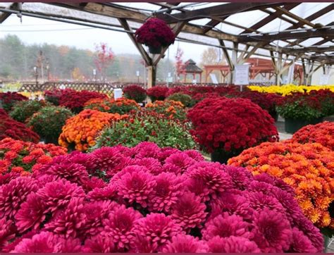 Mumms Longfellow S Greenhouses