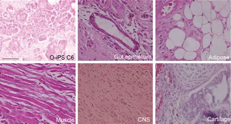 Pluripotent Potential Of O IPS Cells A Formation Of Two Teratomas