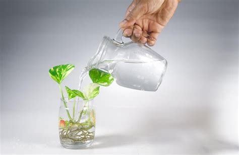 Premium Photo A Glass Jar With A Plant In It Is Being Poured Into It