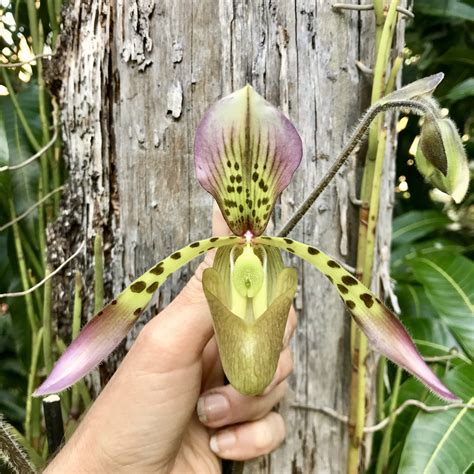 Paph. Mint Chocolate — Palmer Orchids