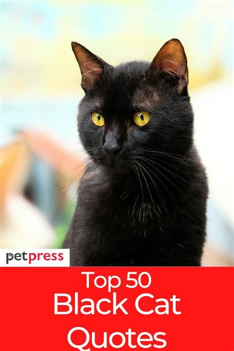 50 Black Cat Quotes to Celebrate the Beauty of These Creatures