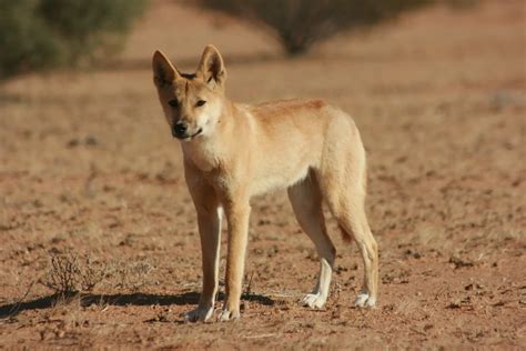 Animais Exóticos da Austrália Mundo Ecologia