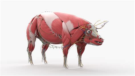 Full Male Pig Anatomy Static 3D model - TurboSquid 1934212