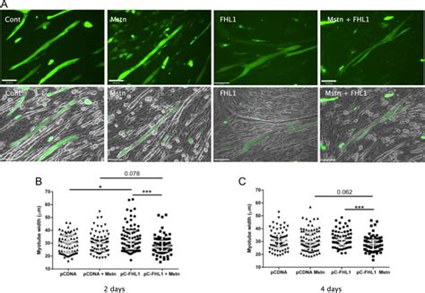 Fhl Enhances Myostatin Induced Wasting In C C Myotubes C C