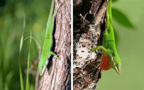 Green Anole Sexing The Quick And Easy Way To Tell Males From Females