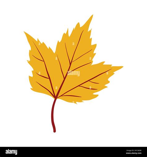 Maple Yellow Leaf Stock Vector Images Alamy