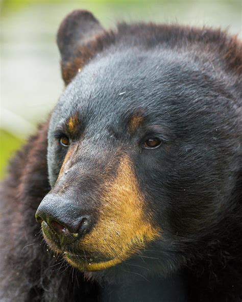 Black bear portrait Photograph by William Krumpelman