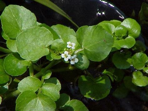 Plantfiles Pictures Watercress Rorippa Nasturtium Aquaticum 1 By