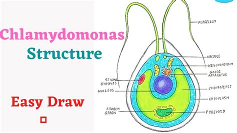 How to draw a Structure of Chlamydomonas . - YouTube