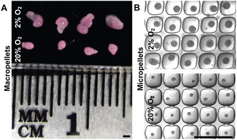 Morphology And Size Of The Pellets At The End Of The 14 Day Culture