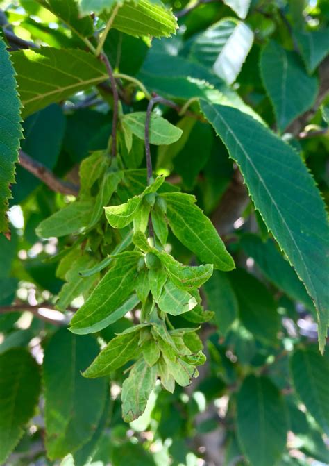 Wisconsin Red™ American Hornbeam