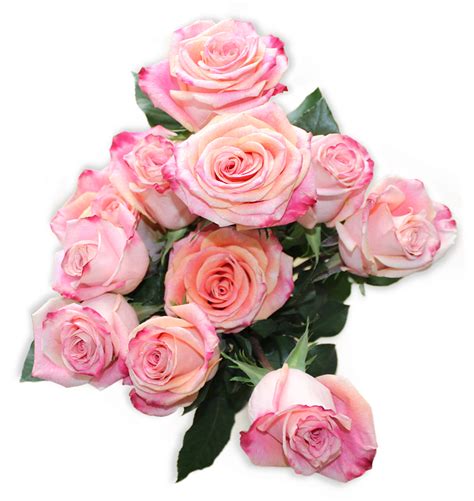 top view flower natural  photo  pixabay