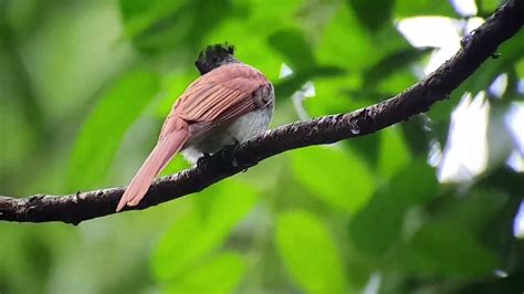 How To Do Bird Identification In This Video Amur Paradise Flycatcher