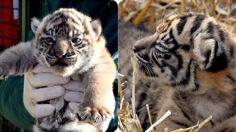 Nata Una Cucciola Di Tigre Di Sumatra Al Bioparco Di Roma La Sua