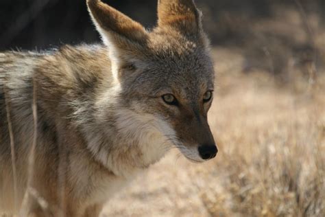 Coyote Canis Latrans Traits Habitat And Diet