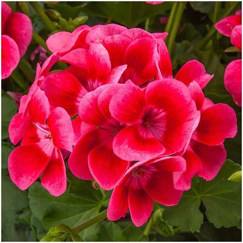 Geranie Pretty Little Pelargonium zonale Topf Ø 12 cm kaufen bei OBI