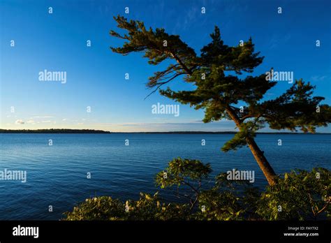 Ontario Balsam Tree Hi Res Stock Photography And Images Alamy