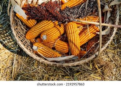 Fall Harvest Cornucopia Photos, Images & Pictures | Shutterstock