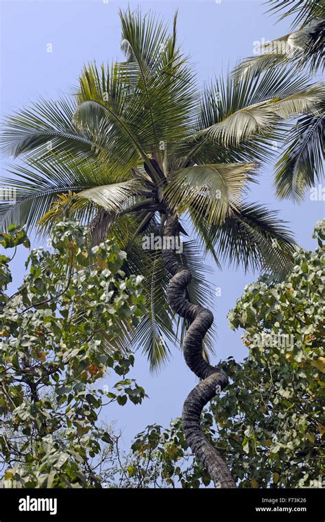 Spiral Trunk Palm Tree Nalasopara Thane Maharashtra India Asia