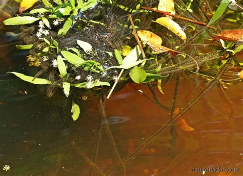 The Time Of The Season Guttural Toads Go A Courting Letting Nature