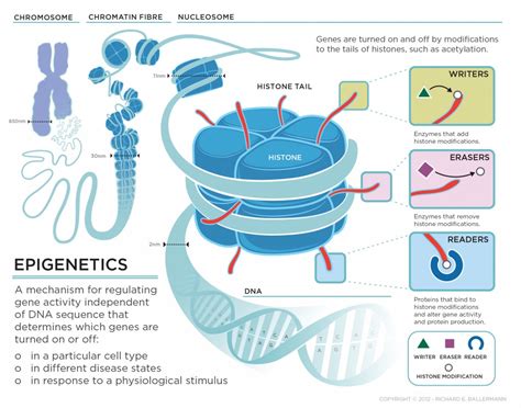 Part 3 Epigenetics 2ndact Health And Testing Services