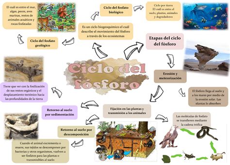 Ciclo Fósforo De Forma Natural Etapas Del Ciclo Del Fósforo Es Un