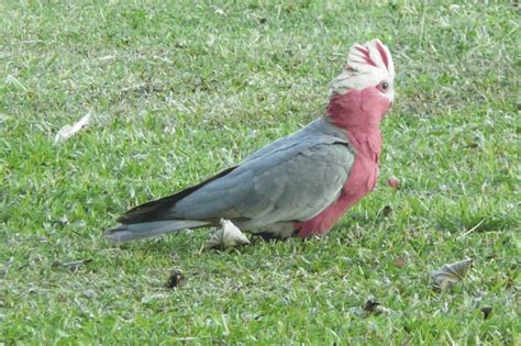 Australian rainforest birds pictures - Just for Sharing